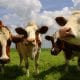 Thirty cows have been stolen in the Keady area of county Armagh