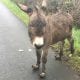 This donkey was reported to be a hazard to the public.