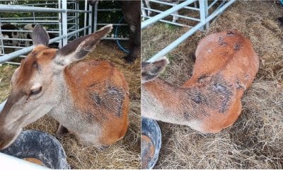 Deer slashed in Scarva