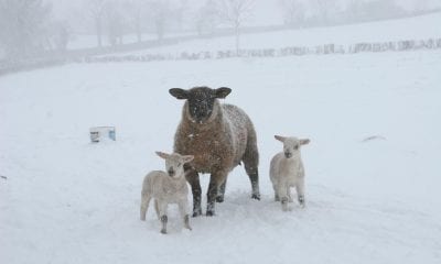 Armagh snow 28