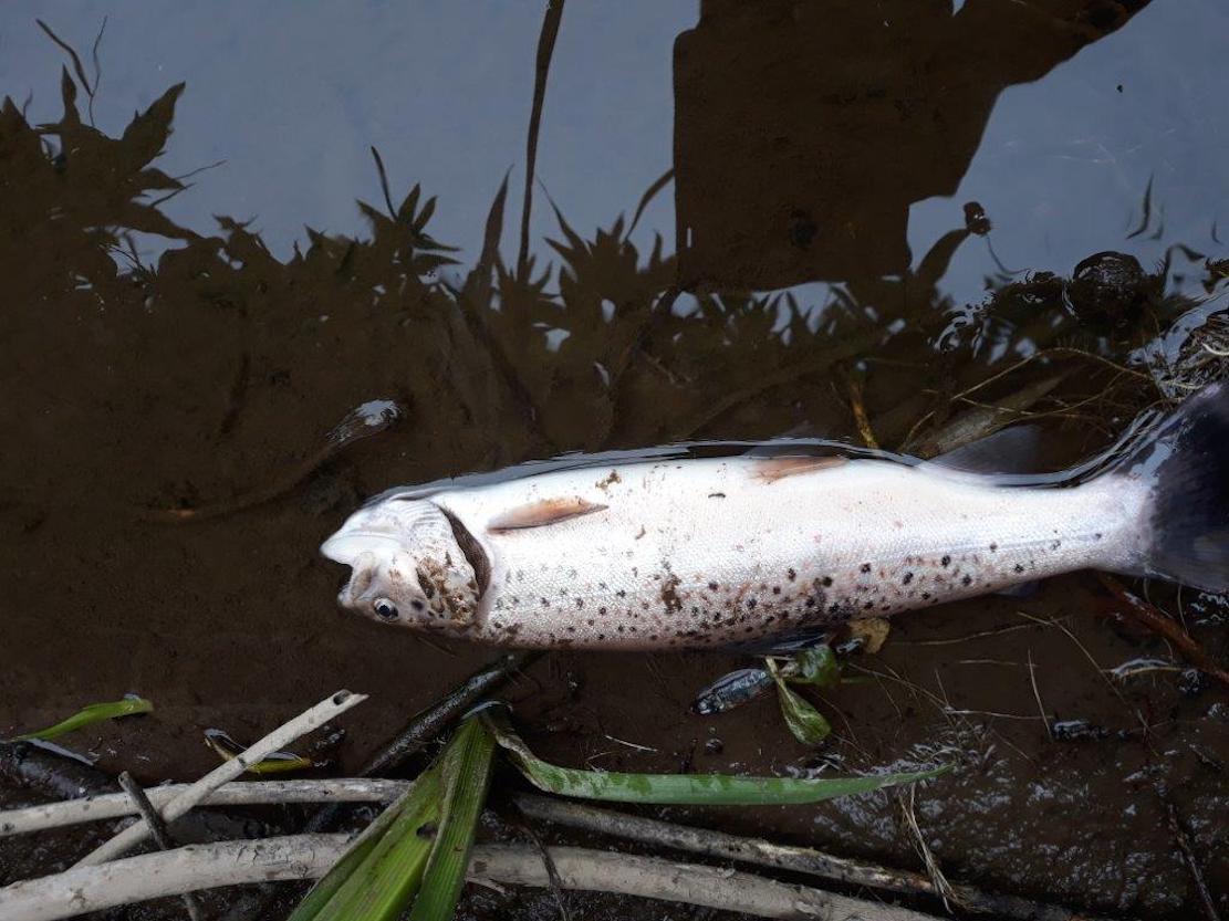 Fish kill River Callan