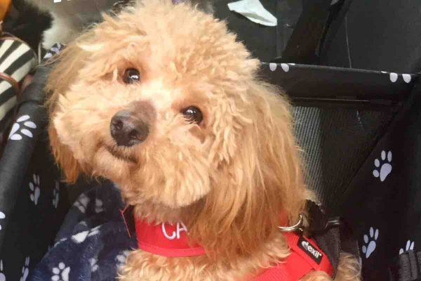 Armagh Woman Pays 600 To Fly Dog From China And Saving It From 