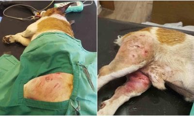 Injured dog Armagh