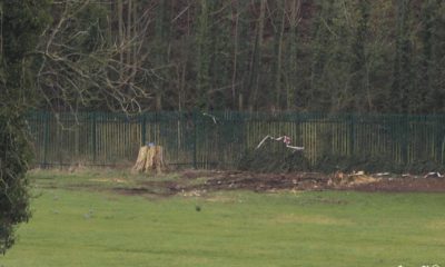 Trees felled College Fields Armagh