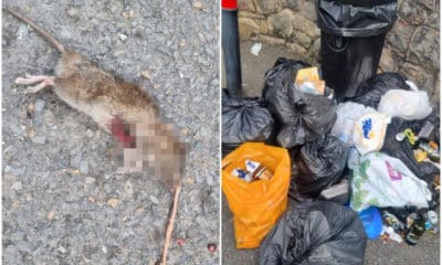 Dead rat Armagh