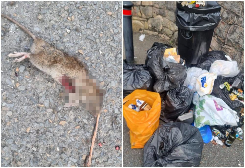 Dead rat Armagh