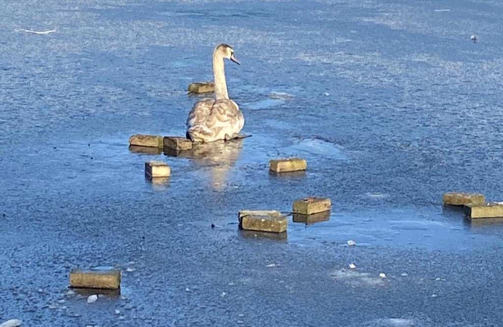 craigavon Lake swan