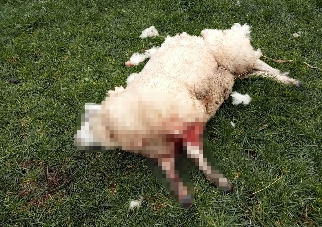 Dead sheep Cullyhanna