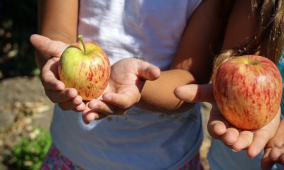 Children food apple