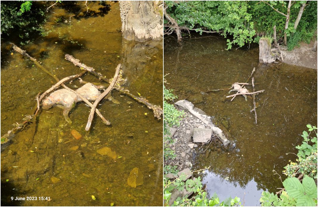 River Callan carcass