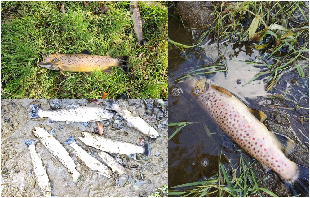 Fish kill Callan River pollution